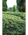 Можжевельник обыкновенный Грин Карпет | Ялівець звичайний Грін Карпет | Juniperus communis Green Carpet